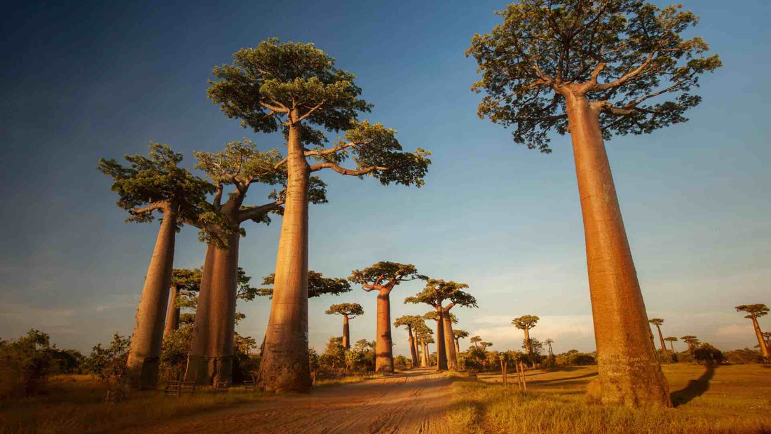 Alberi di baobab